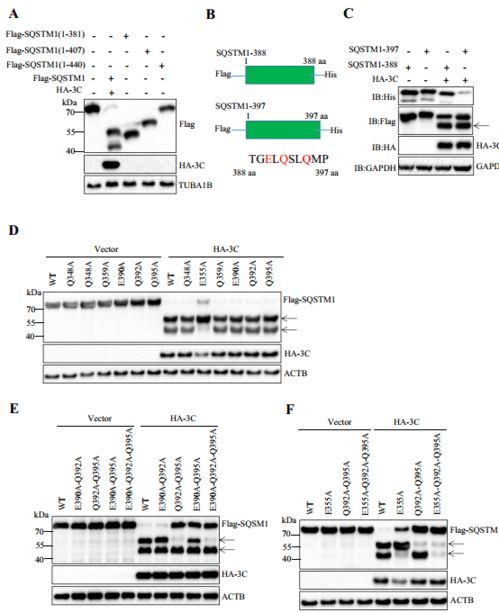 華中農(nóng)業(yè)大學近期農(nóng)業(yè)科學研究與試驗發(fā)展新進展