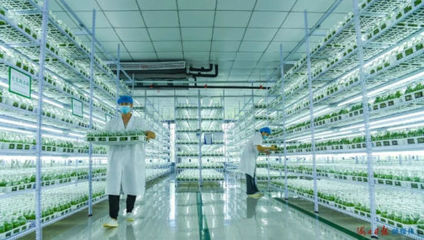 自貿潮頭乘風破浪 ?？谵r業科研試驗發展的創新圖景